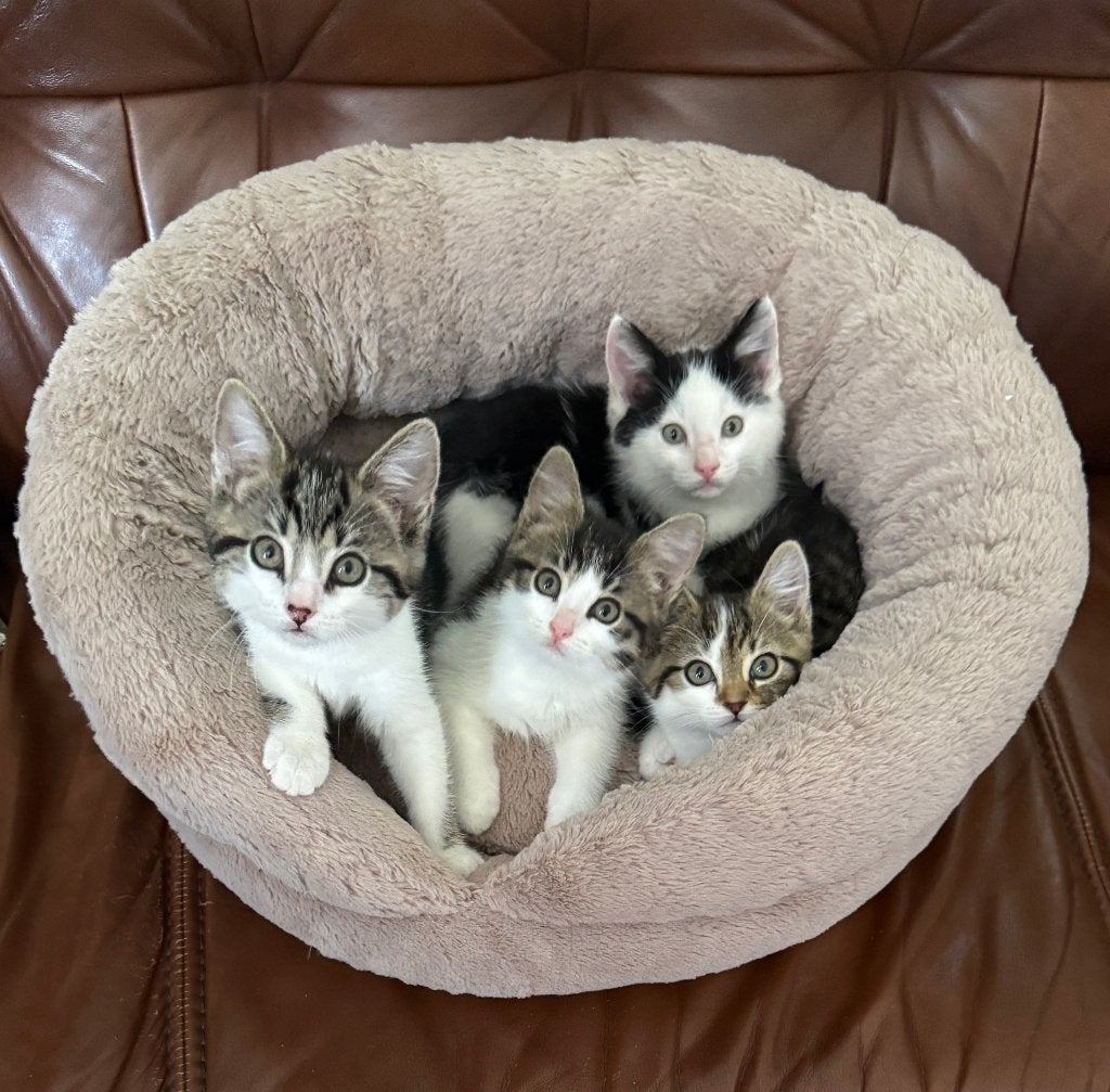te koop kittens, Meerdere dieren, Kortharig, 0 tot 2 jaar