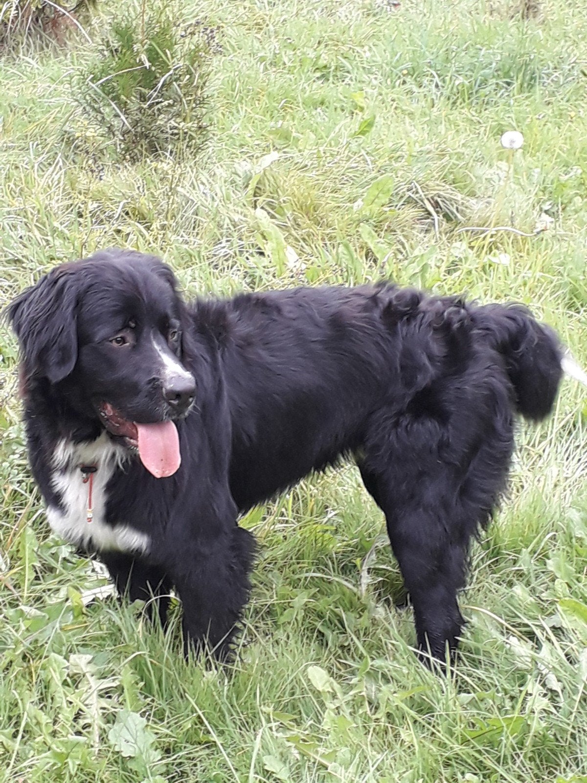 Fijn thuis gezocht voor deze lieve Boulab., Reu, 1 tot 2 jaar, Eén hond, Nederland