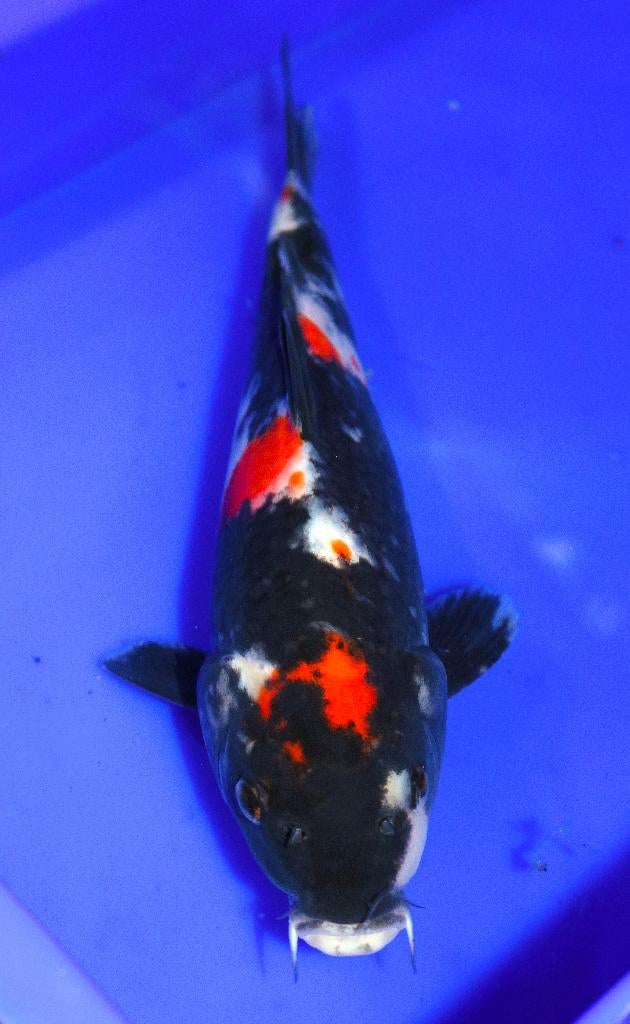 HQ Koi Tategoi Gosanke, Karper of Koi