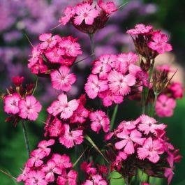 Zaden Dianthus carthusianorum, Verzenden, Volle zon