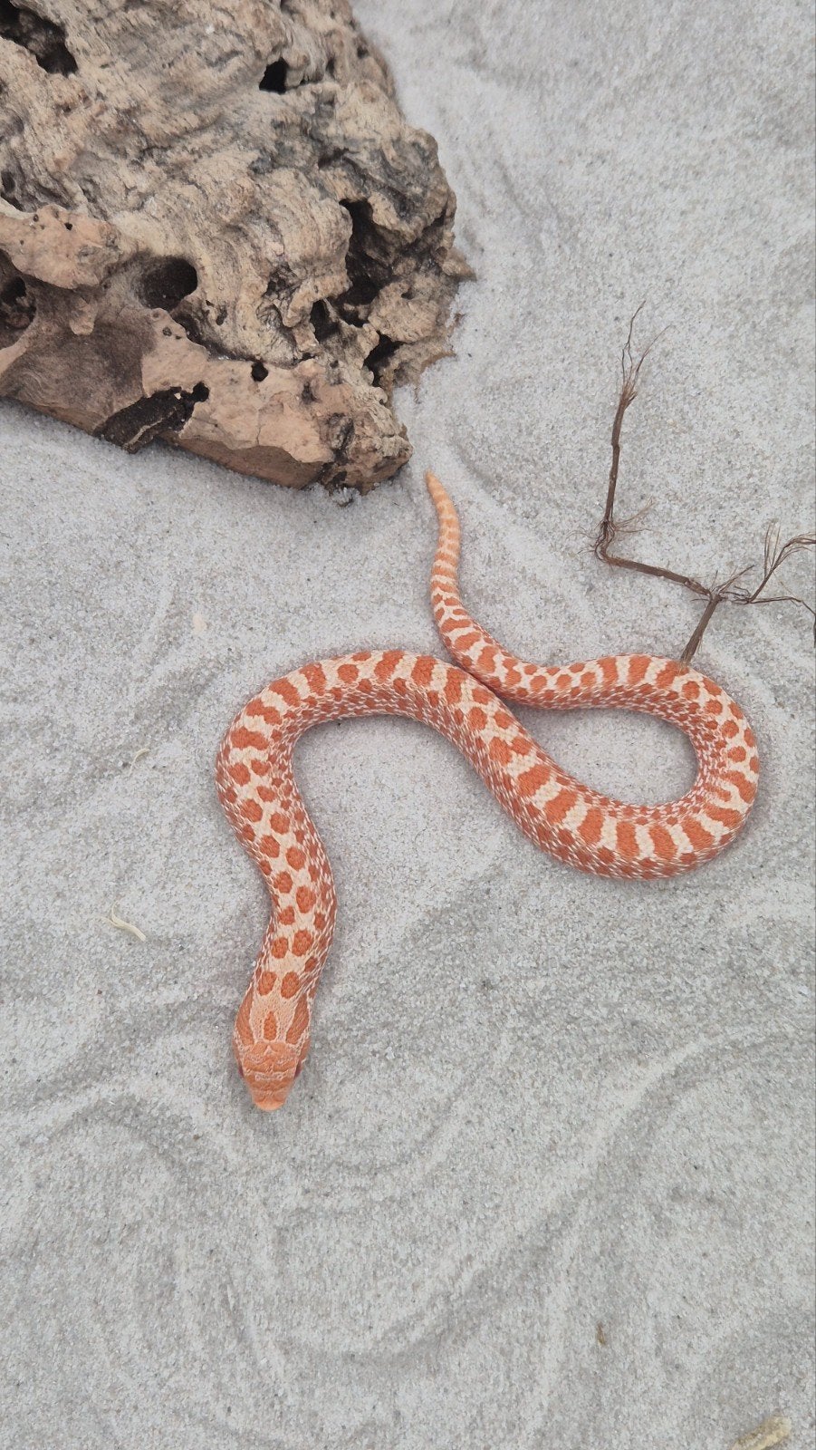 Ex red albino Haakneusslang Hognose Snake photo 5
