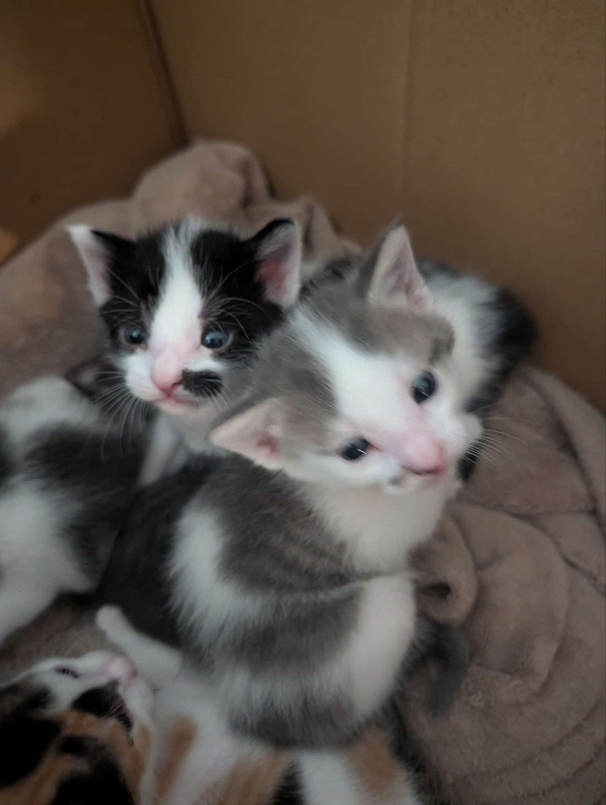 2 Kittens, zwart-wit en grijs-wit, Kater