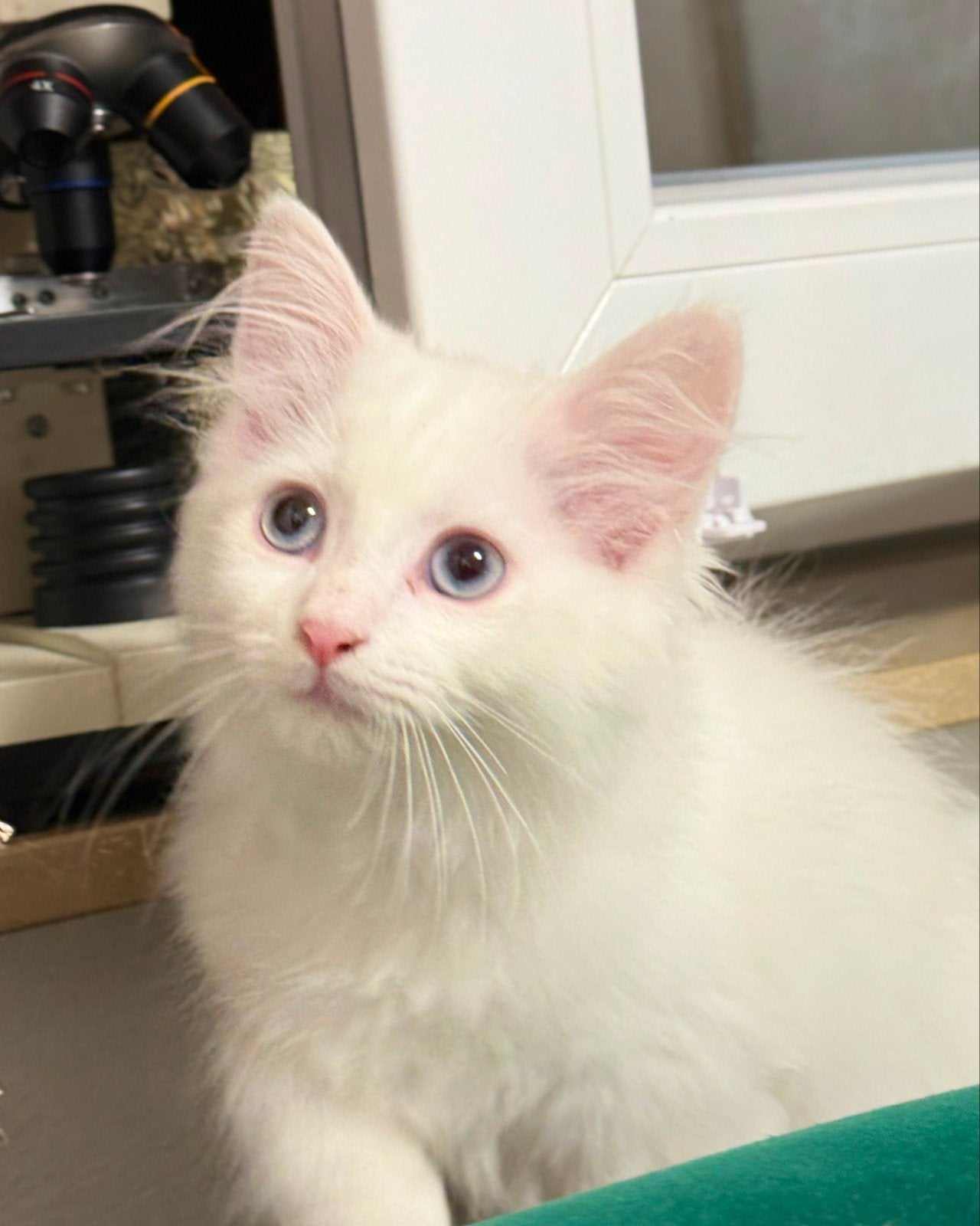 Prachtige Siberisch  Perzisch kittens –  sneeuwwit  vacht, Kater, Ontwormd, 0 tot 2 jaar