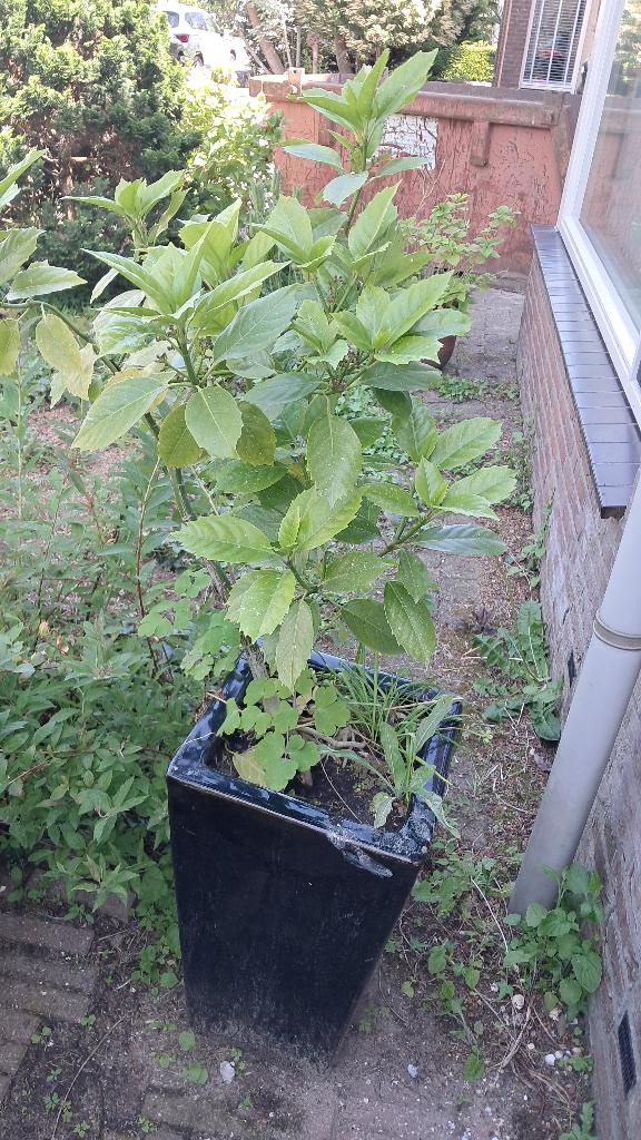 Aucuba japonica Broodboom in pot terrasstruik, Tuin en Terras, Ophalen, Overige soorten, Struik, 100 tot 250 cm