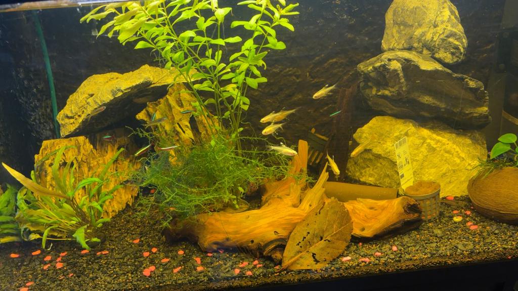 Aquarium 80cm incl. vissen, Ophalen of Verzenden, Gevuld zoetwateraquarium