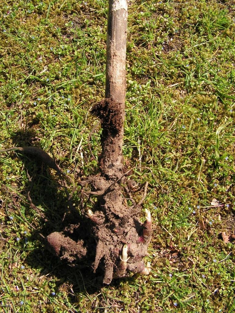 Yacon broedknolletjes, Tuin en Terras, Planten | Tuinplanten, Ophalen, Overige soorten, Volle zon