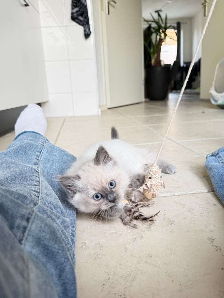 🐾 1 Ragdoll kitten bluepoint (poes) beschikbaar 🐾, Dieren en Toebehoren, Meerdere dieren, Gechipt