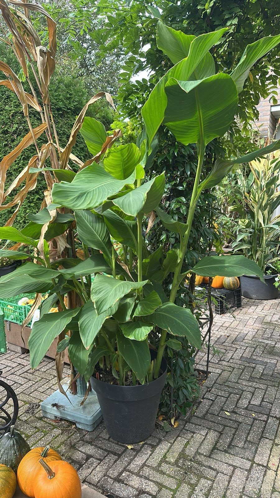 Grote Canna in pot, Volle zon, Vaste plant, Zomer, Ophalen