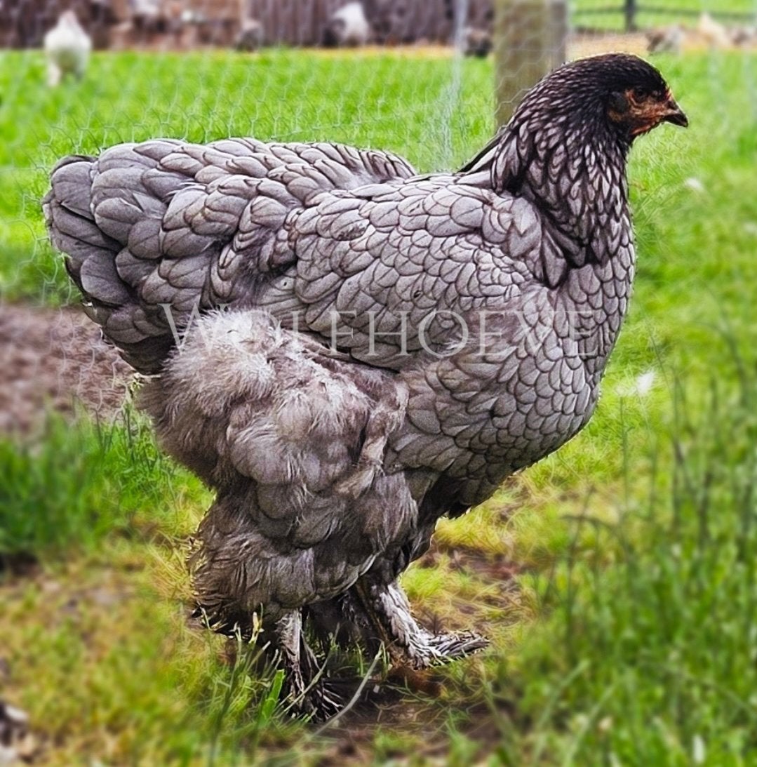 Brahmas te koop 2 tot 8 maanden oud, Dieren en Toebehoren, Vrouwelijk, Kip