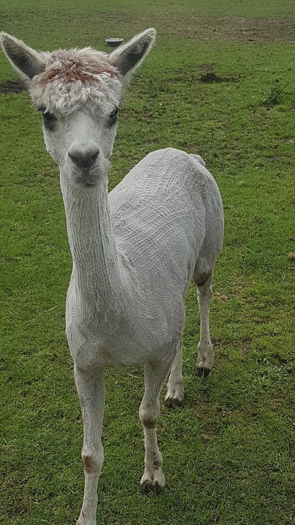 alpaca dekhengst, Dieren en Toebehoren, Overige Dieren, Juni, Mannelijk