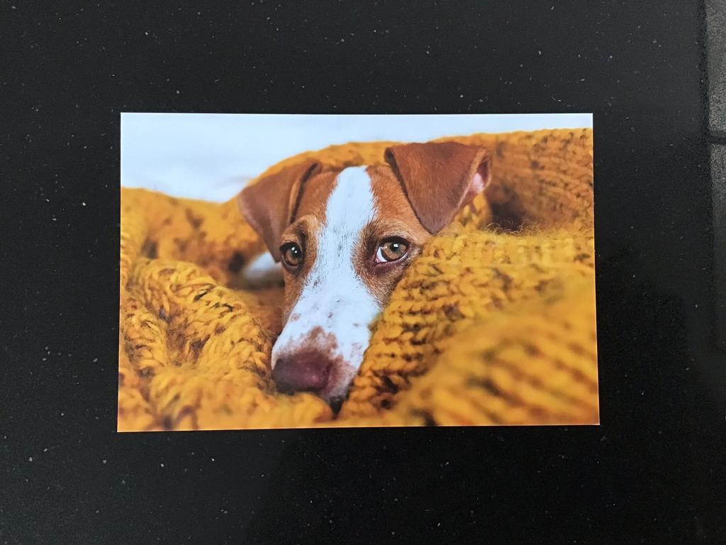 Ansichtkaart van een Jack Russell Terriër. Gratis., Verzenden, 1980 tot heden, Ongelopen, Hond of Kat