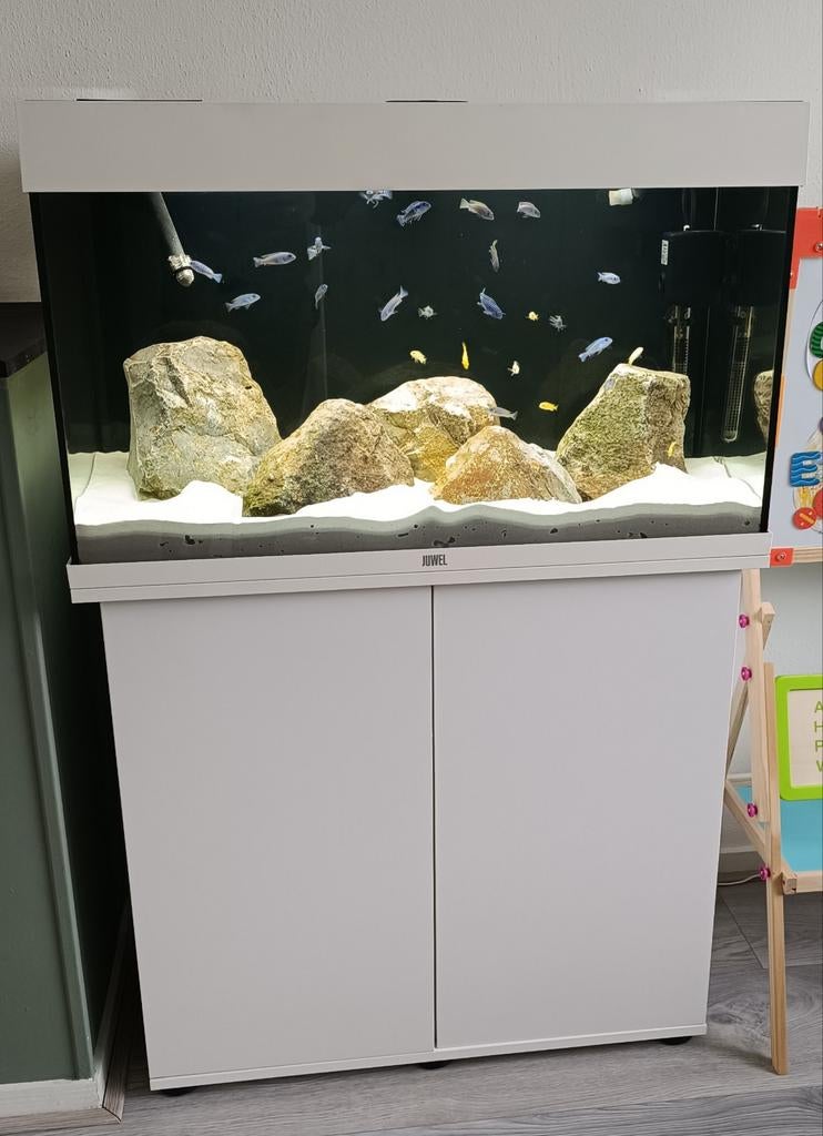 Juwel Rio 125 aquarium . Malawi met jongen cichliden, Dieren en Toebehoren, Vissen | Aquaria en Toebehoren, Ophalen, Zo goed als nieuw