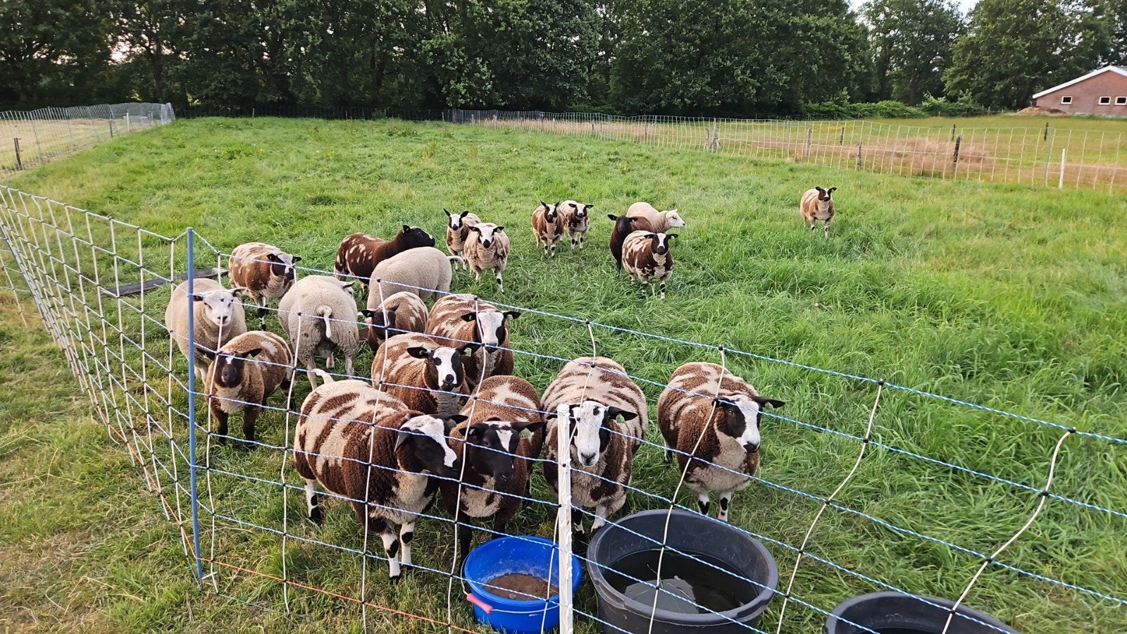 bonte dek rammen, Dieren en Toebehoren, Schapen, Geiten en Varkens, Mannelijk, Schaap