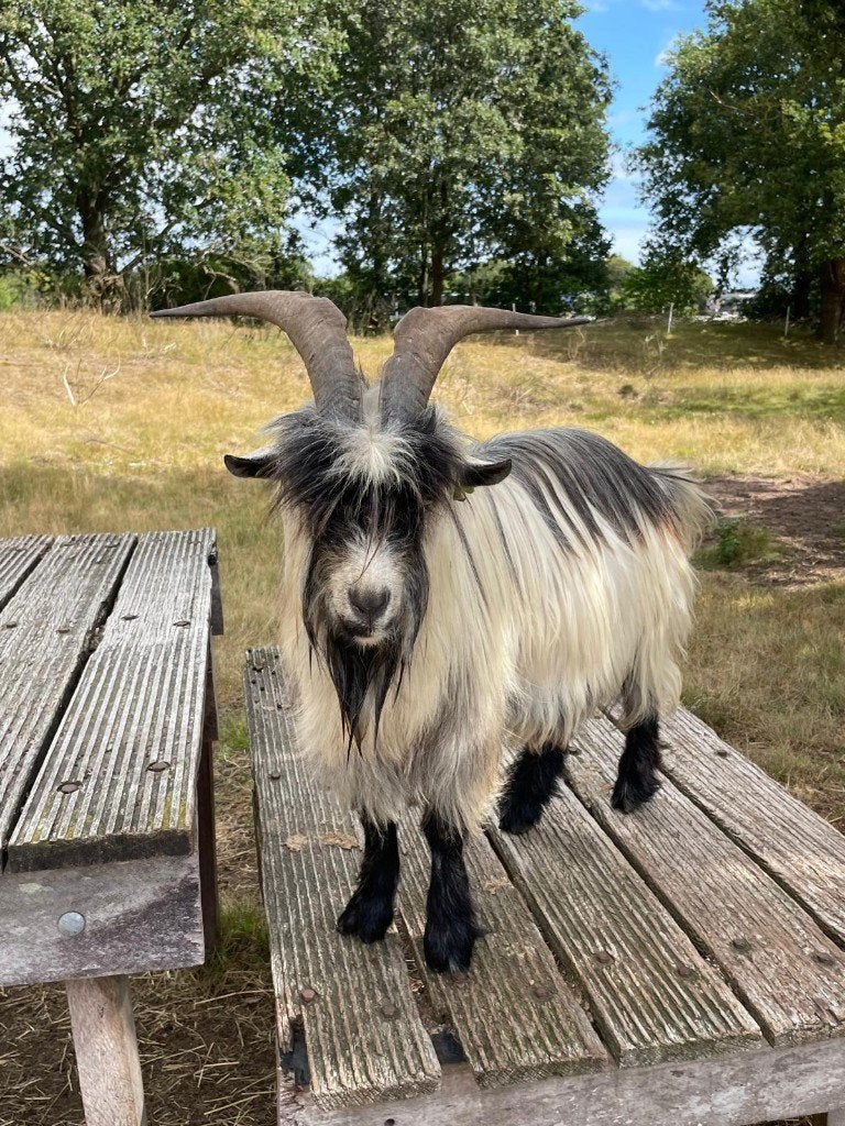 landgeit bok, Mannelijk, Geit