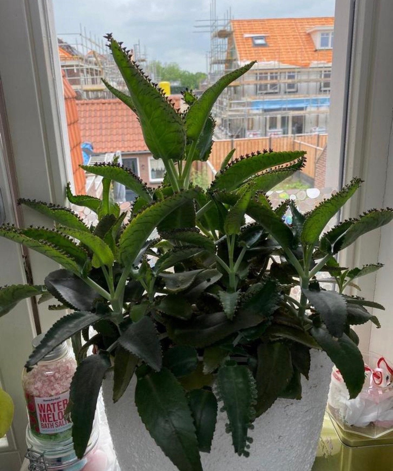 Mother of thousands mini-baby’s, Huis en Inrichting, Kamerplanten, Ophalen of Verzenden, Volle zon, Minder dan 100 cm