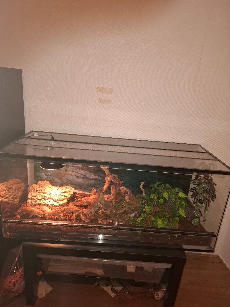 Rattenslang met terrarium €100