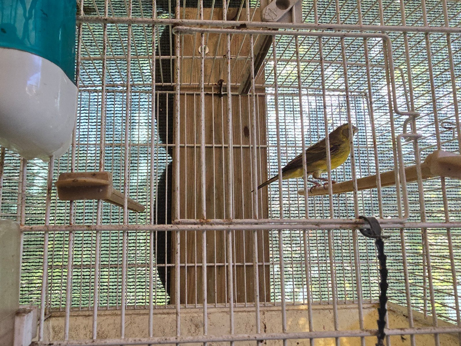 bastaard Geelbuikcini, Dieren en Toebehoren, Mannelijk, Wildzangvogel