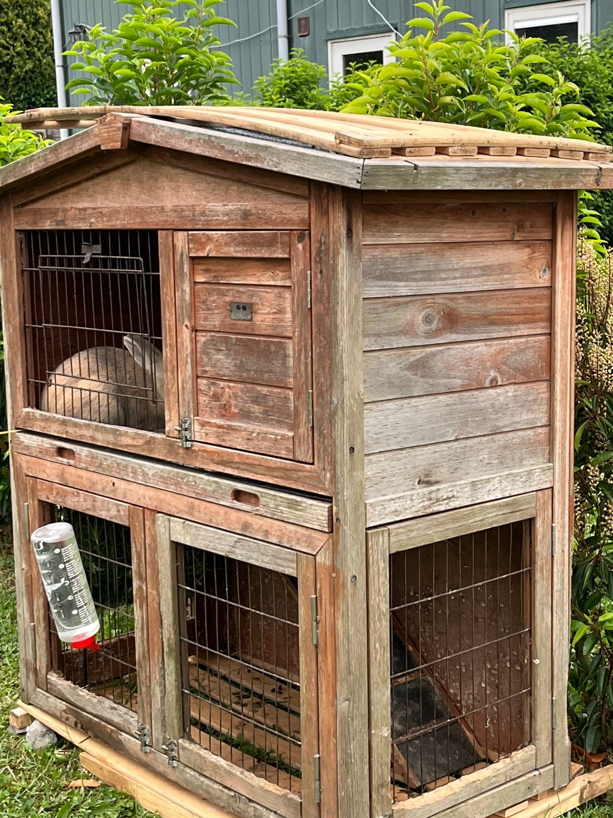 Konijnen te koop, inclusief kooi., Dieren en Toebehoren, Ophalen of Verzenden, Zo goed als nieuw, Kooi, Minder dan 60 cm