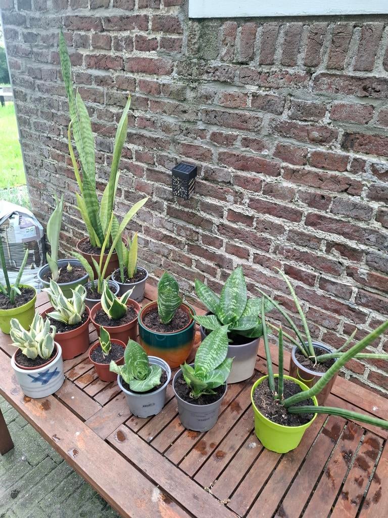 Diverse plantjes, met of zonder potje, Ophalen, Overige soorten, Volle zon