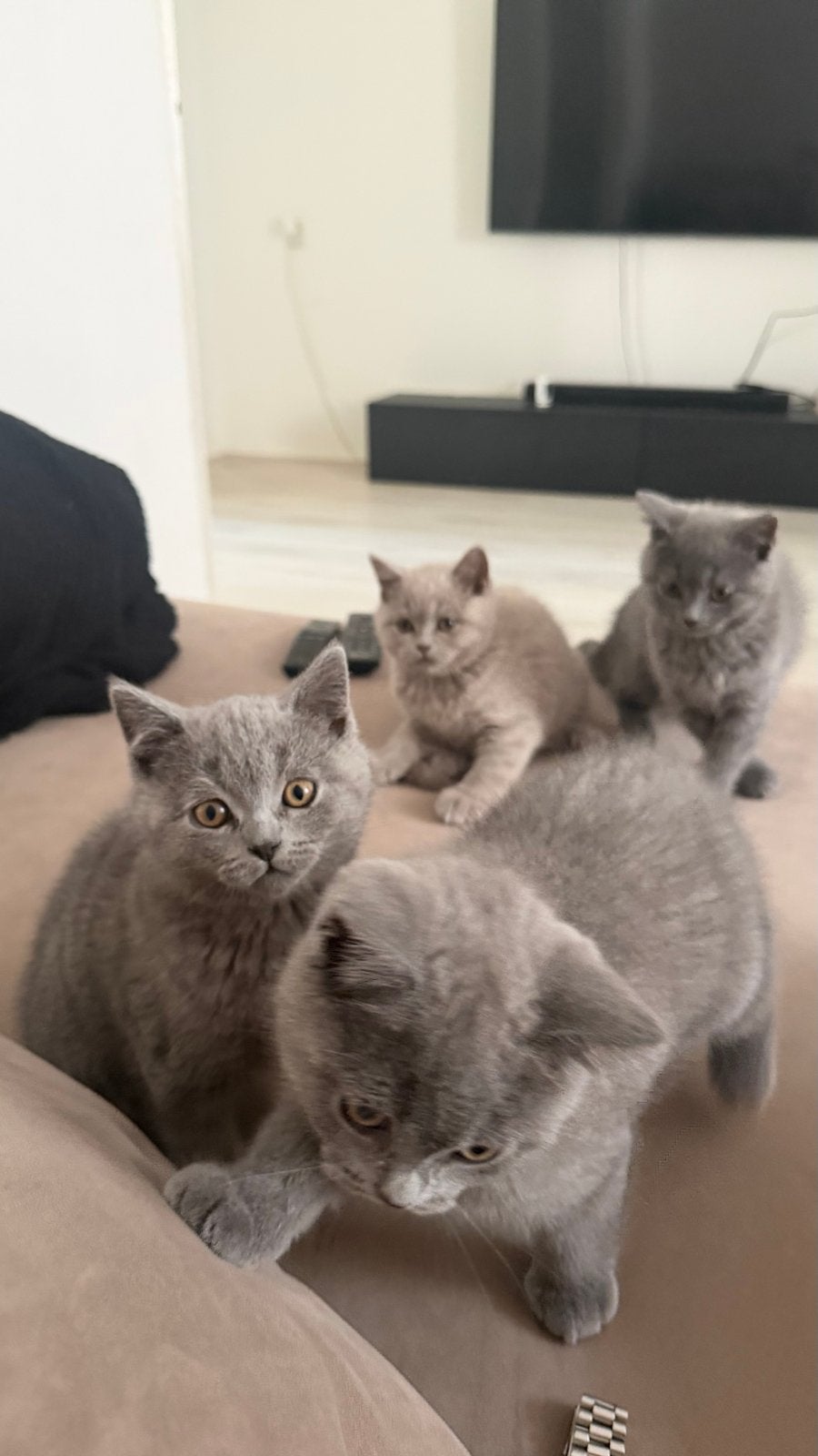 Volledig Britse Korthaar Te koop!, Kater, Kortharig, 0 tot 2 jaar