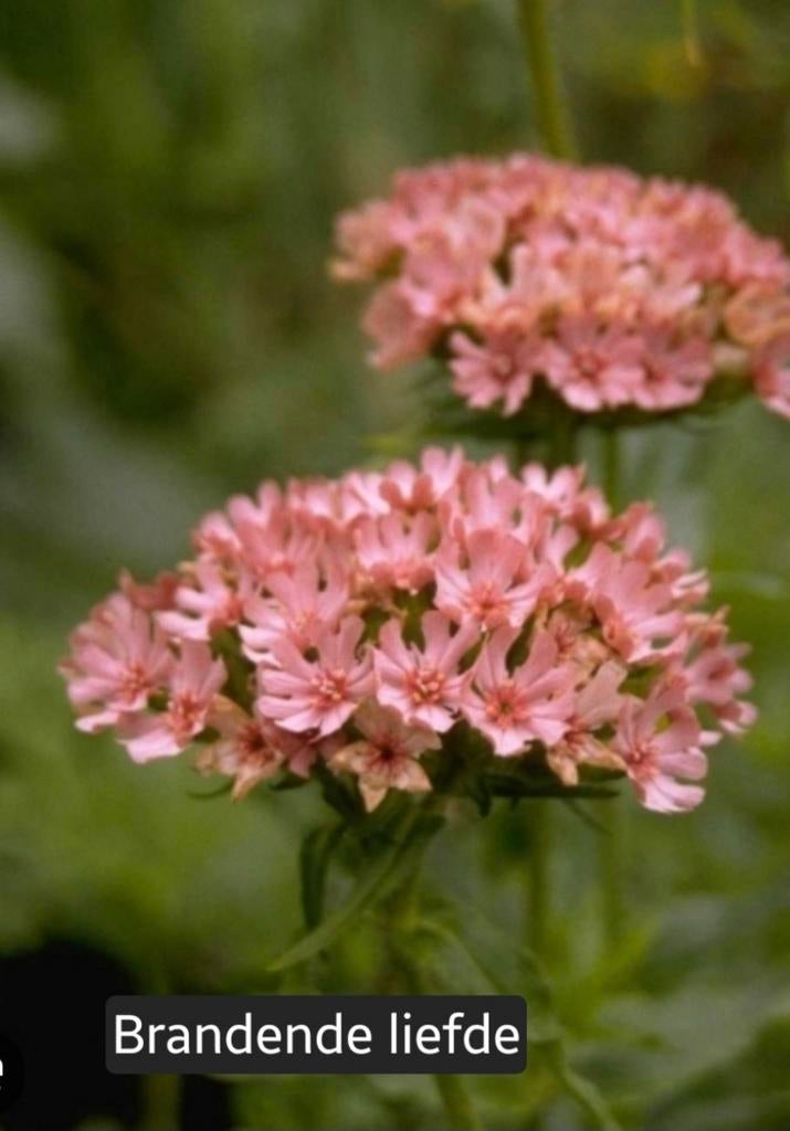 Brandenende Liefde plant (Lychnis chalcedonica), Volle zon, Vaste plant, Zomer, Ophalen