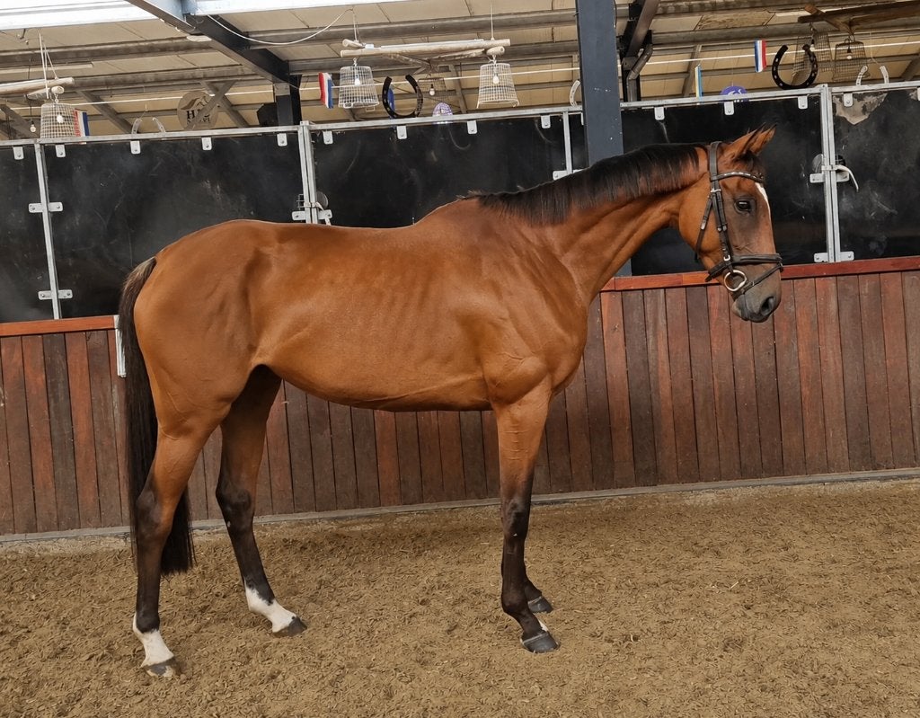 Brave 6 jarige allround merrie, Merrie, 3 tot 6 jaar, Met stamboom, B