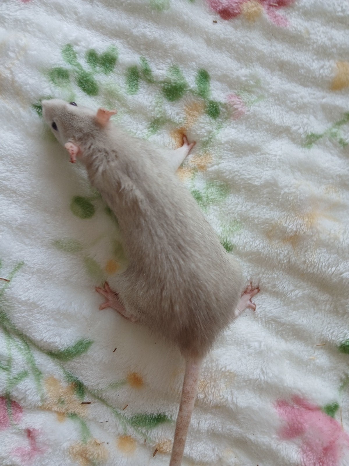 mannelijke ratten, Dieren en Toebehoren, Rat, Mannelijk, Mei, Tam