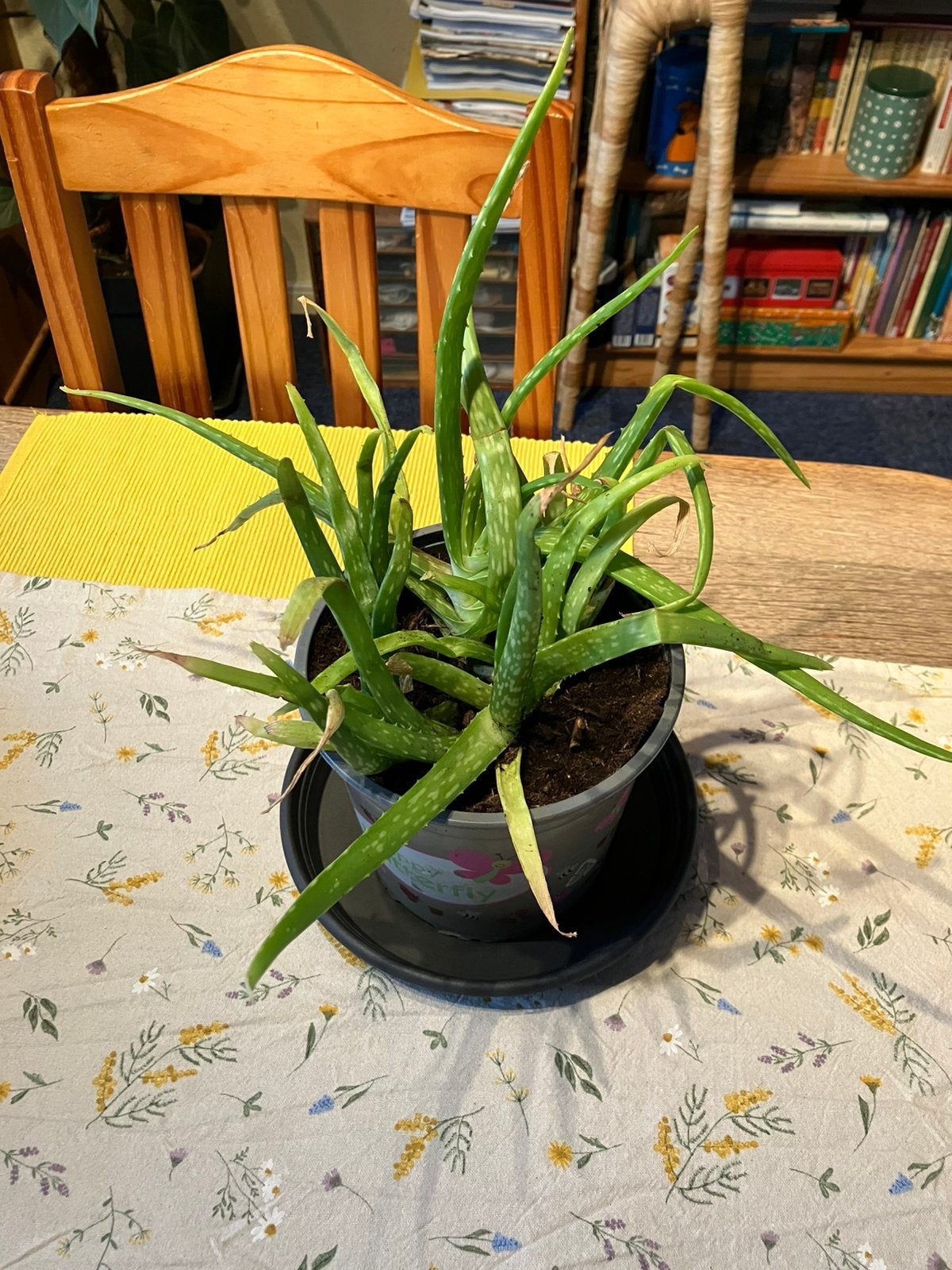 Aloë vera plant, Ophalen, Halfschaduw, Minder dan 100 cm