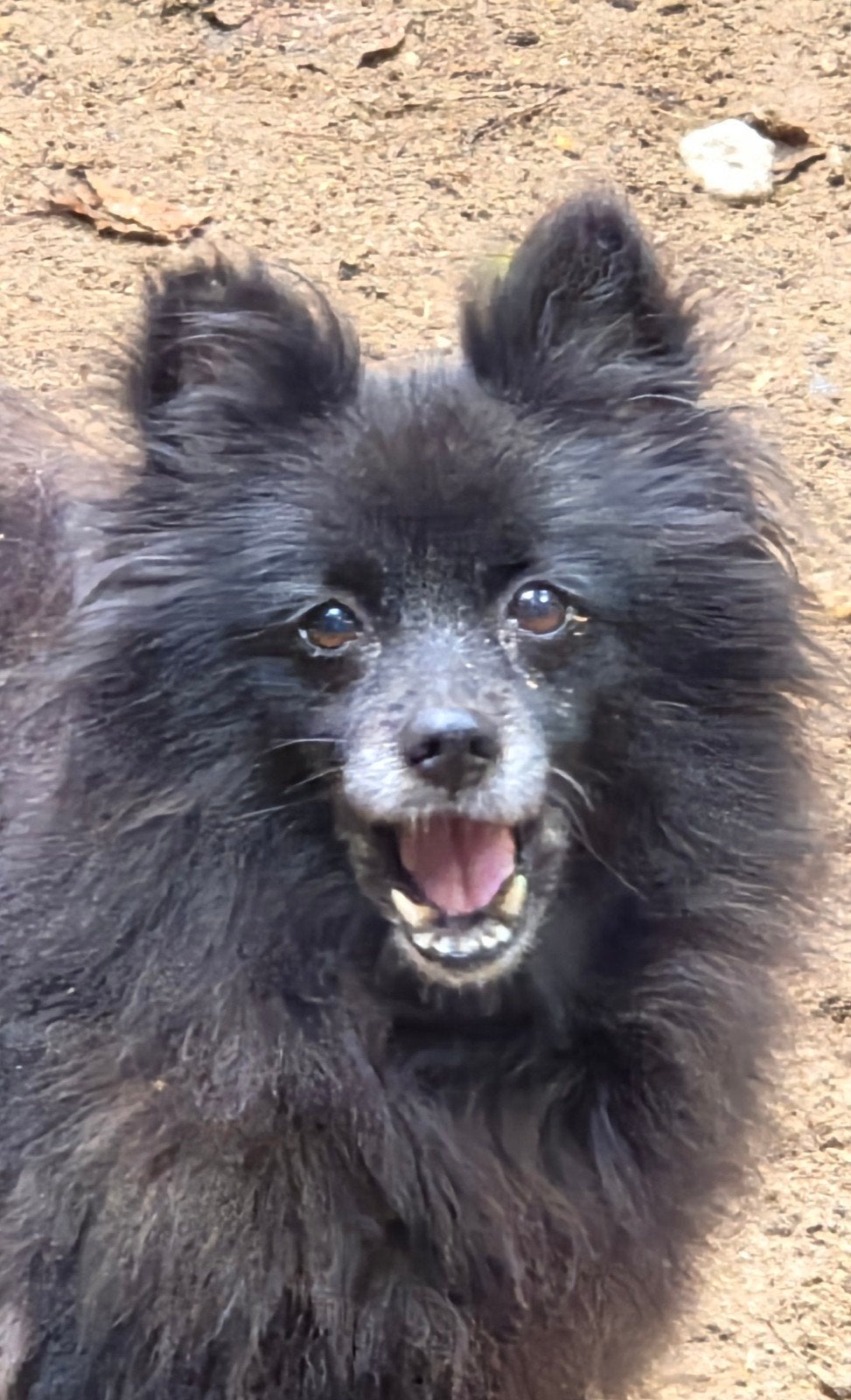 enkele oudere hondjes zoeken een nieuw baasje., Dieren en Toebehoren, Honden | Niet-rashonden, 6 jaar of ouder, Parvo, Teef, Meerdere