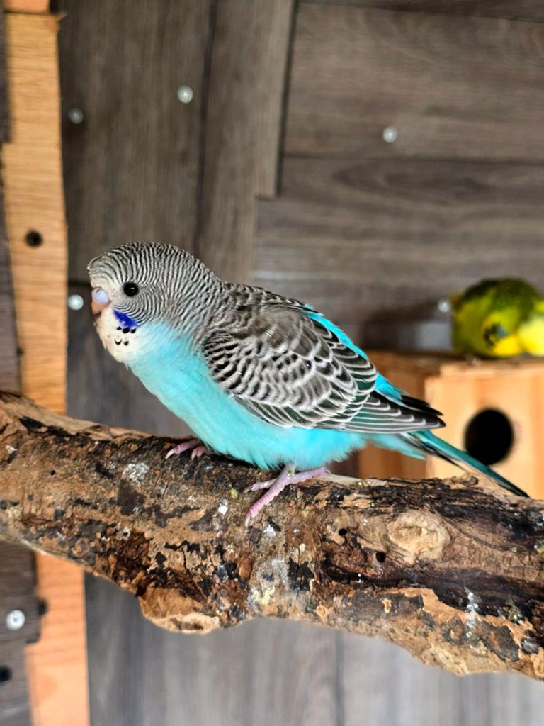 2 jonge grasparkietjes. 1 met split BW, Dieren en Toebehoren, Vogels | Parkieten en Papegaaien, Meerdere dieren, Parkiet