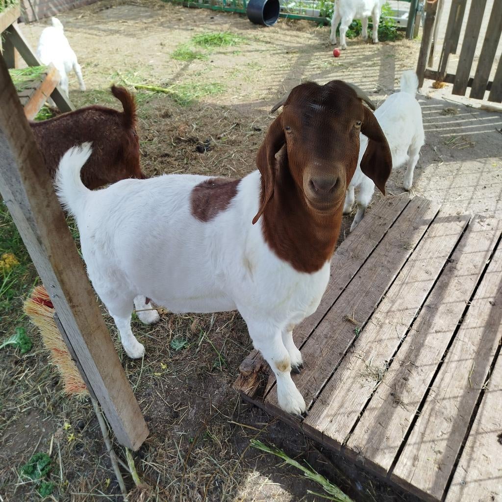 Boergeiten te koop, Dieren en Toebehoren, Schapen, Geiten en Varkens, Meerdere dieren, Geit
