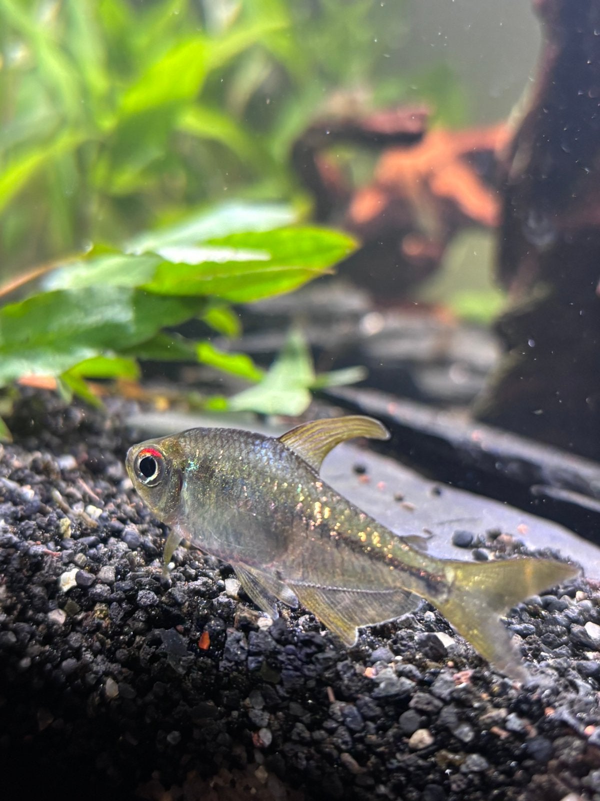 Diamantzalm, Dieren en Toebehoren, Vis