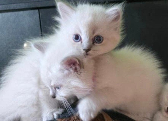 3 Ragdoll kittens 12 weken, Dieren en Toebehoren, Katten en Kittens | Raskatten | Langhaar, Poes, Ontwormd, 0 tot 2 jaar