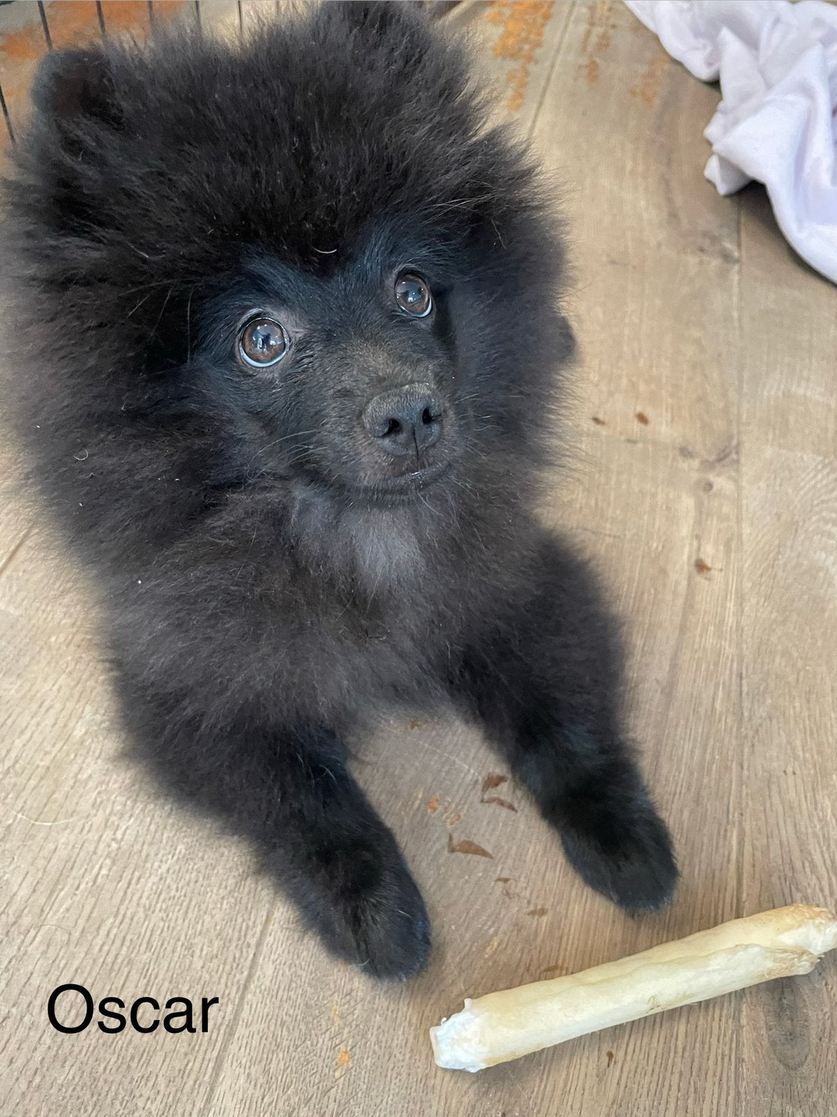 2 Prachtige pomeriaan/dwergkees pups.(Reutjes)💙💙, Overige rassen, 8 tot 15 weken, Parvo, Meerdere