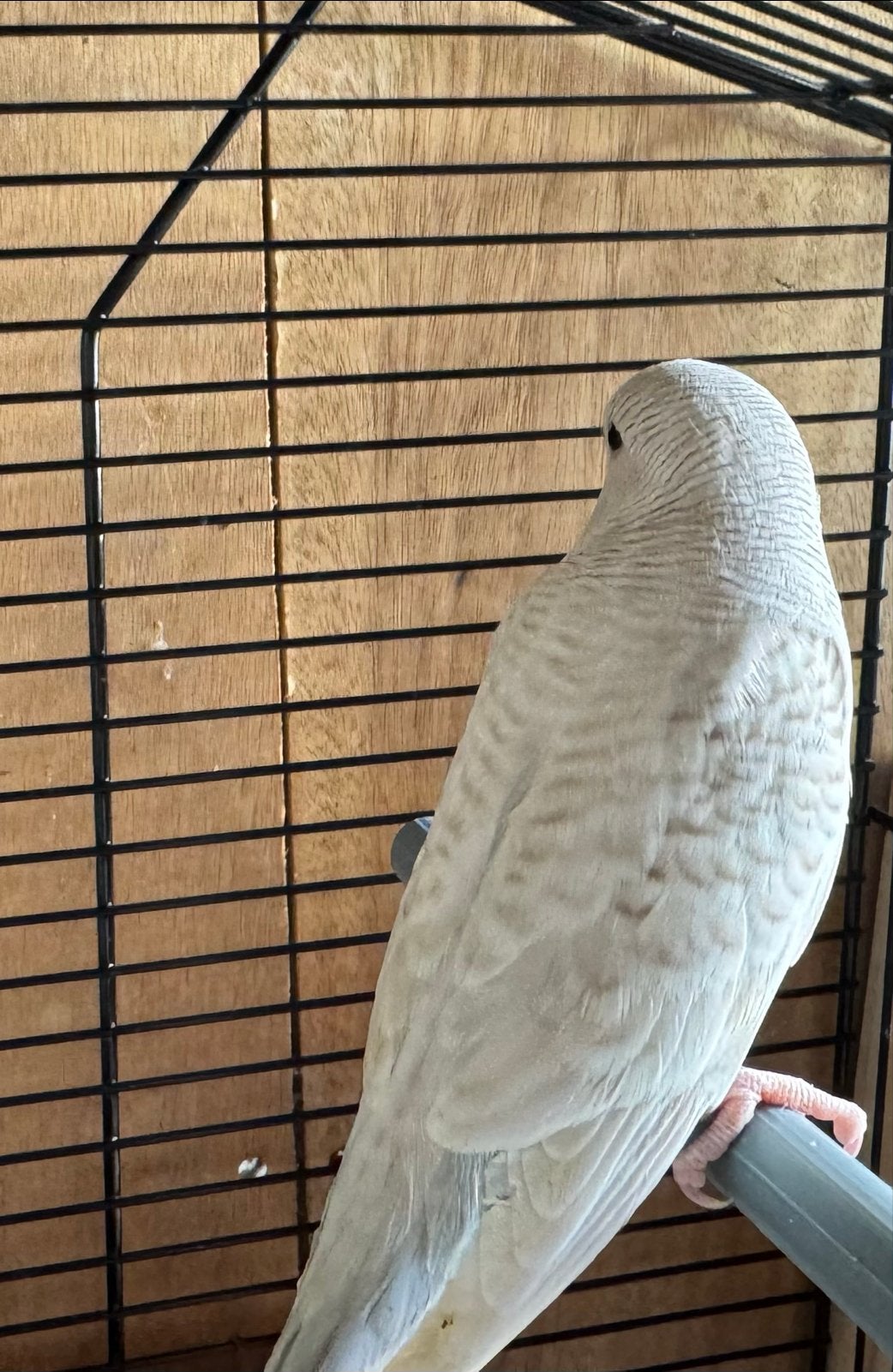 Grasparkiet uit een blackface mutatie, Dieren en Toebehoren, Meerdere dieren, Geringd