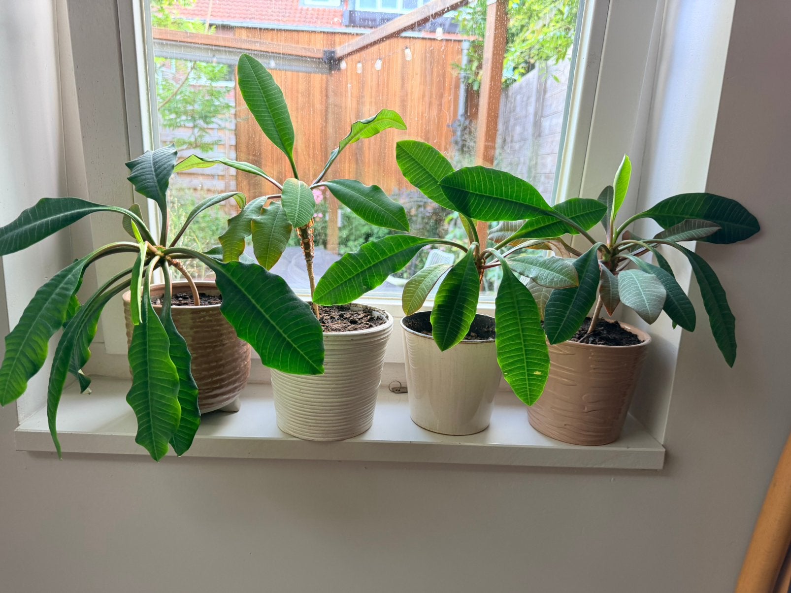 Plant Madagaskar Jewel, Ophalen, Overige soorten, In pot, Minder dan 100 cm