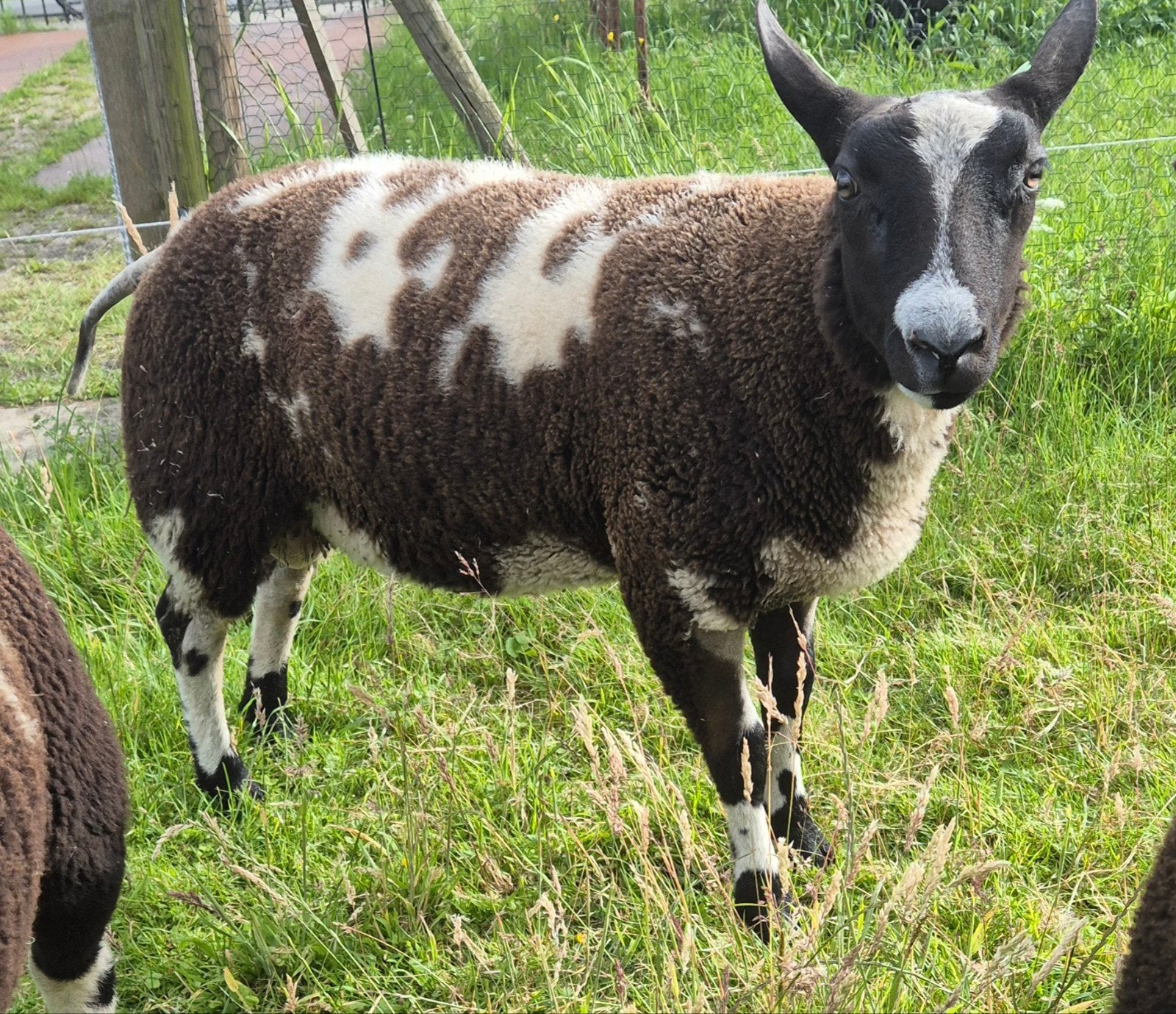 Bonte ram, Mannelijk, Schaap, 0 tot 2 jaar