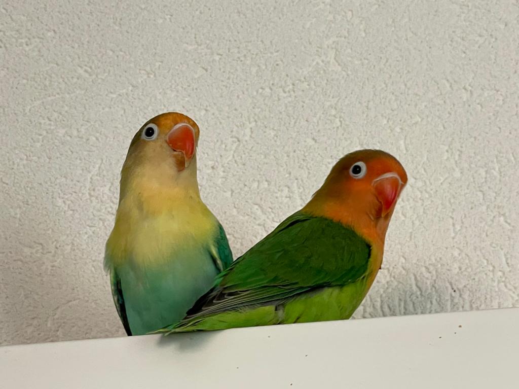 Agapornis Dwergpapegaai Fischerie Roseicolle Personata, Dieren en Toebehoren, Vogels | Parkieten en Papegaaien, Meerdere dieren