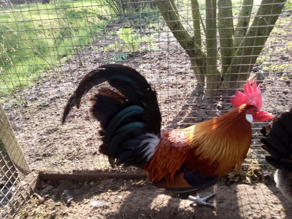 Drentse hoen haan, Dieren en Toebehoren, Mannelijk, Kip