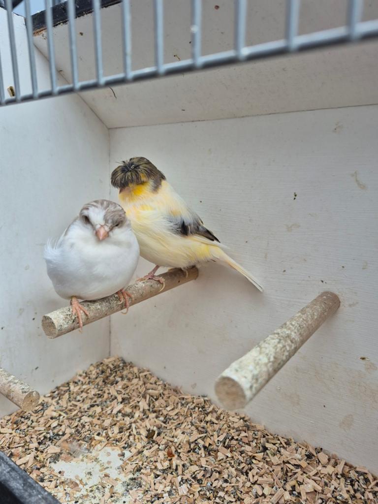 Glosters, Dieren en Toebehoren, Vogels | Kanaries, Meerdere dieren