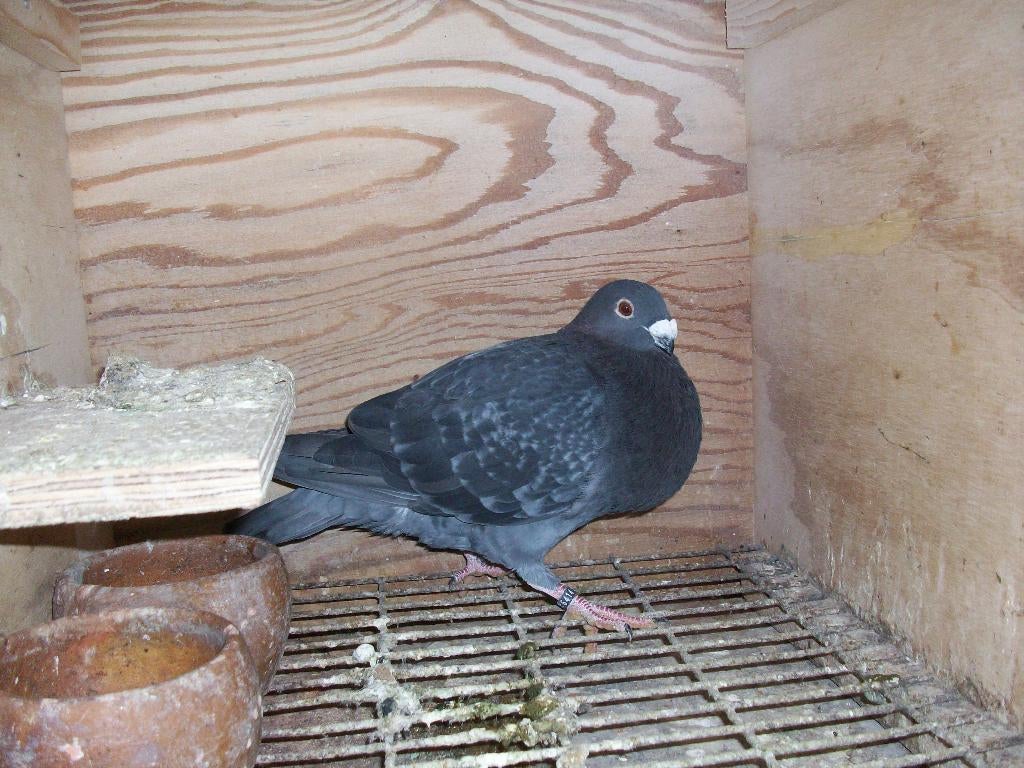 duiven, Dieren en Toebehoren, Meerdere dieren, Kropper