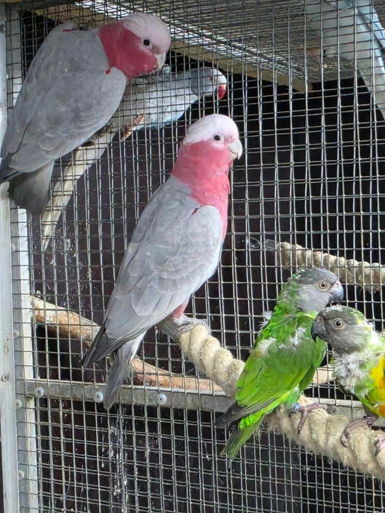 Te koop vele parkieten en papegaaien, Meerdere dieren, Parkiet, Geringd