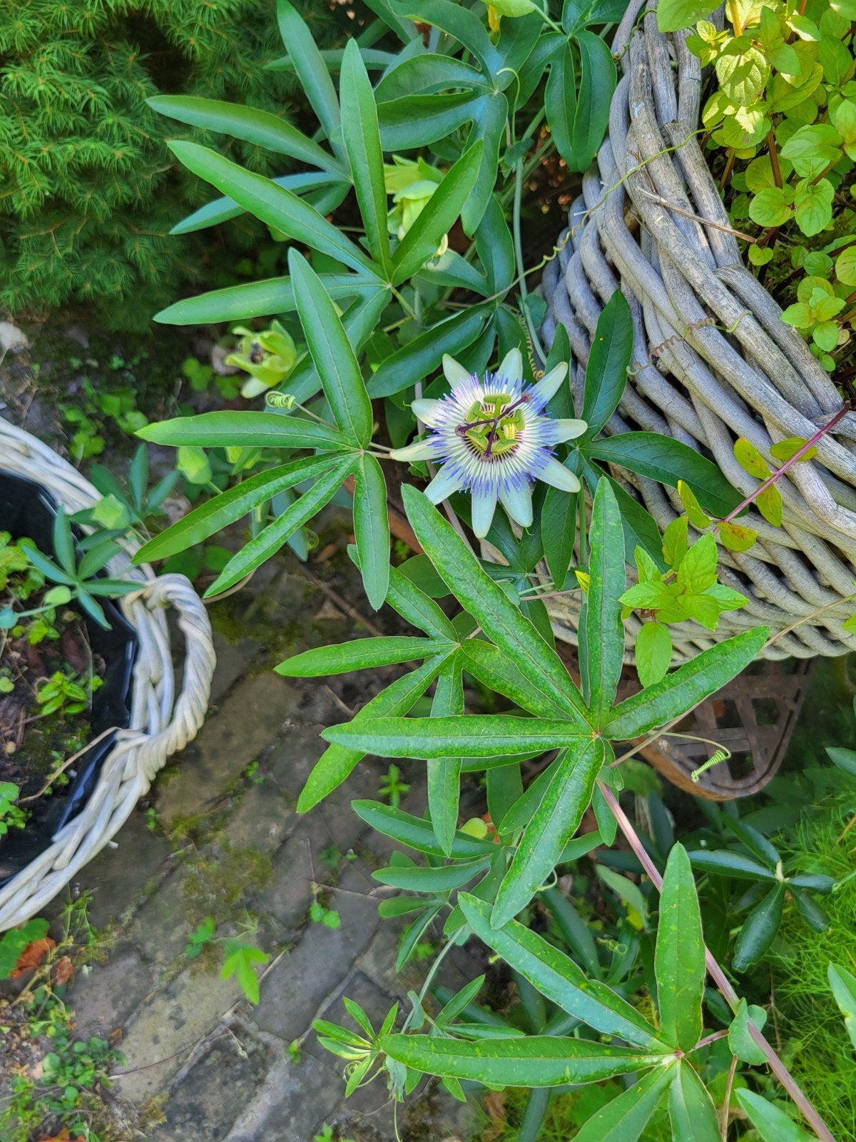 Diverse planten gratis / ruilen, Tuin en Terras, Planten | Tuinplanten, Ophalen, Overige soorten, Volle zon