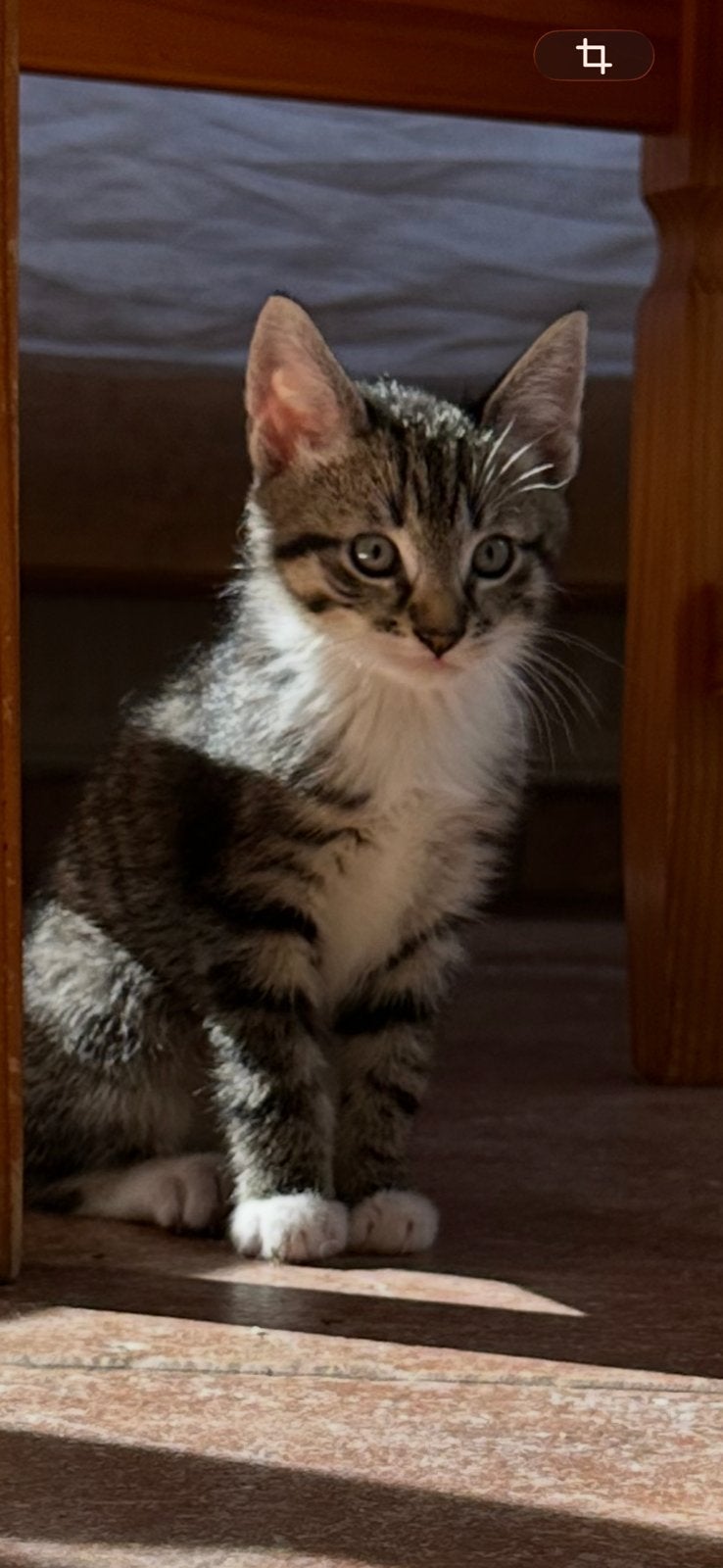 Lief katertje, Kater