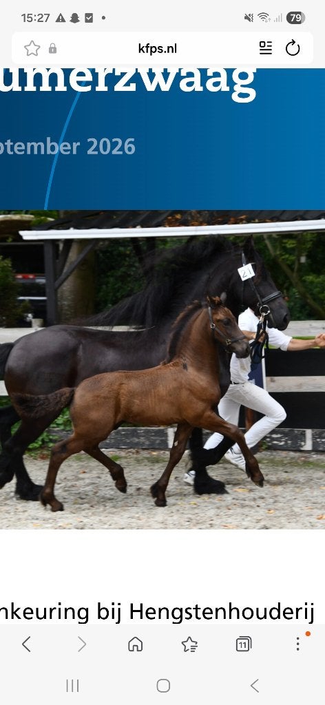 Eerste premie fries hengstenveulen uit ster moeder., Dieren en Toebehoren, Paarden, Minder dan 160 cm, Met stamboom, Niet van toepassing