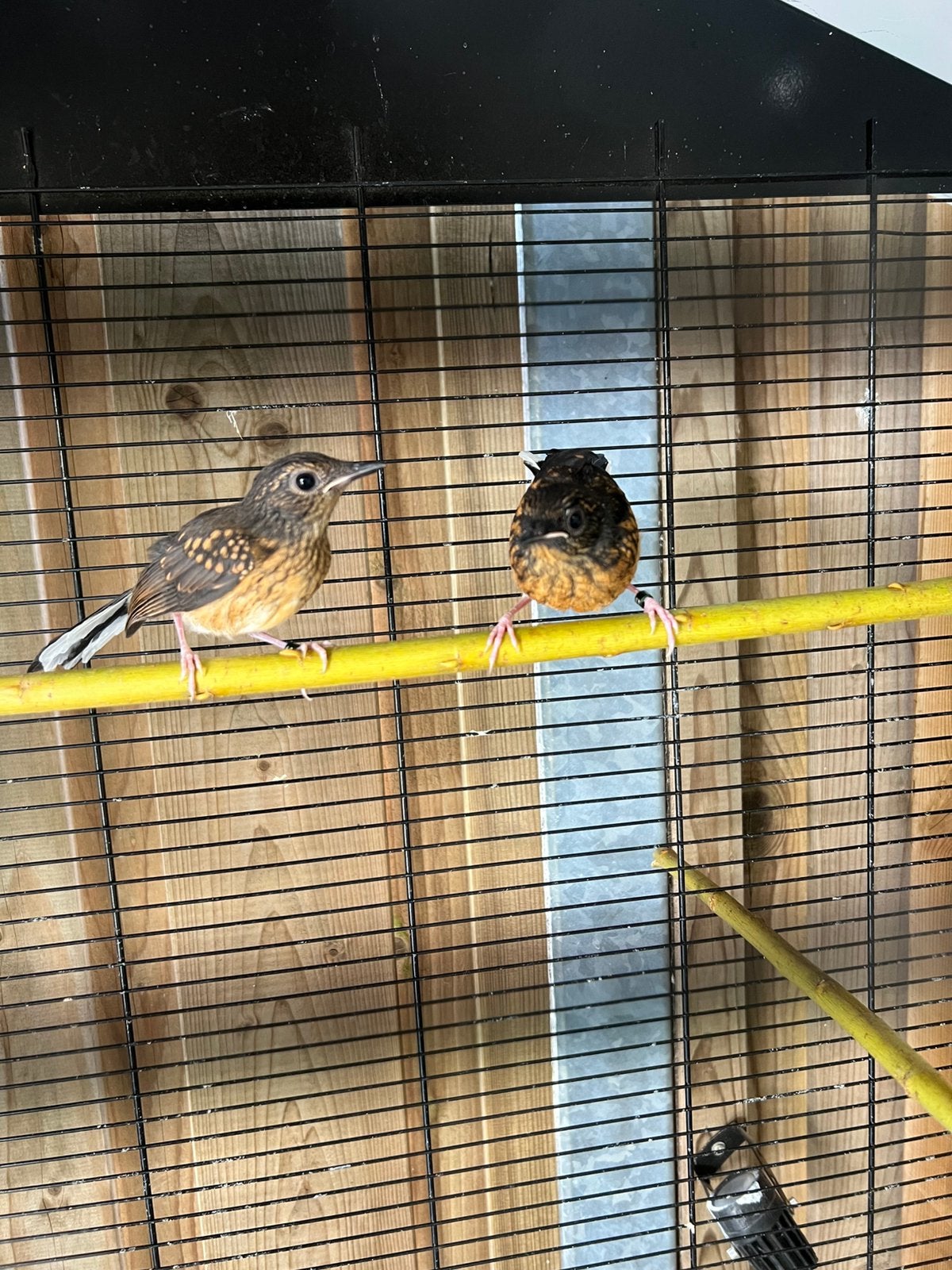 Schamalijster, Meerdere dieren, Geringd