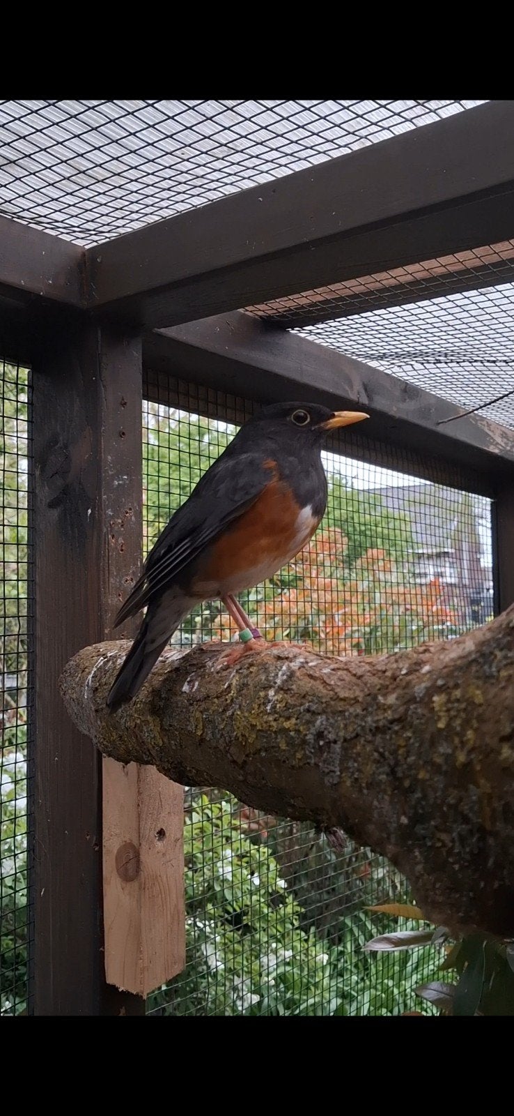 Koppel zwartborstlijsters, Meerdere dieren, Tropenvogel, Geringd