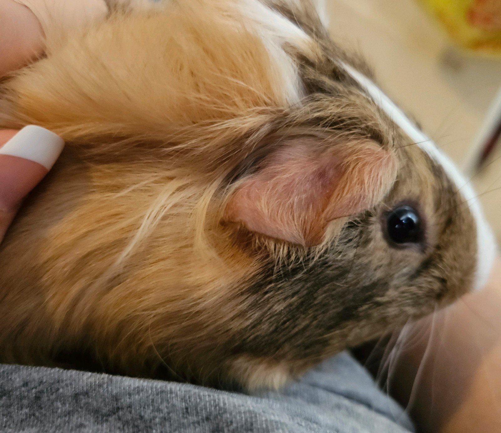 Lieve cavia Bobo van 14 bijna 15 weken zoekt een thuis!, Cavia, Februari, Mannelijk, Tam