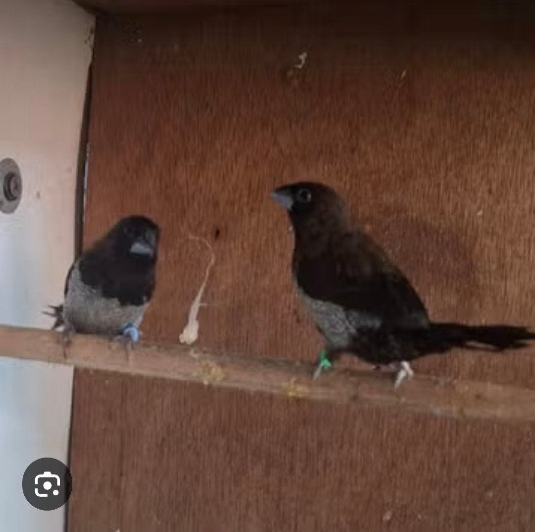 Japanse meeltjes, Meerdere dieren