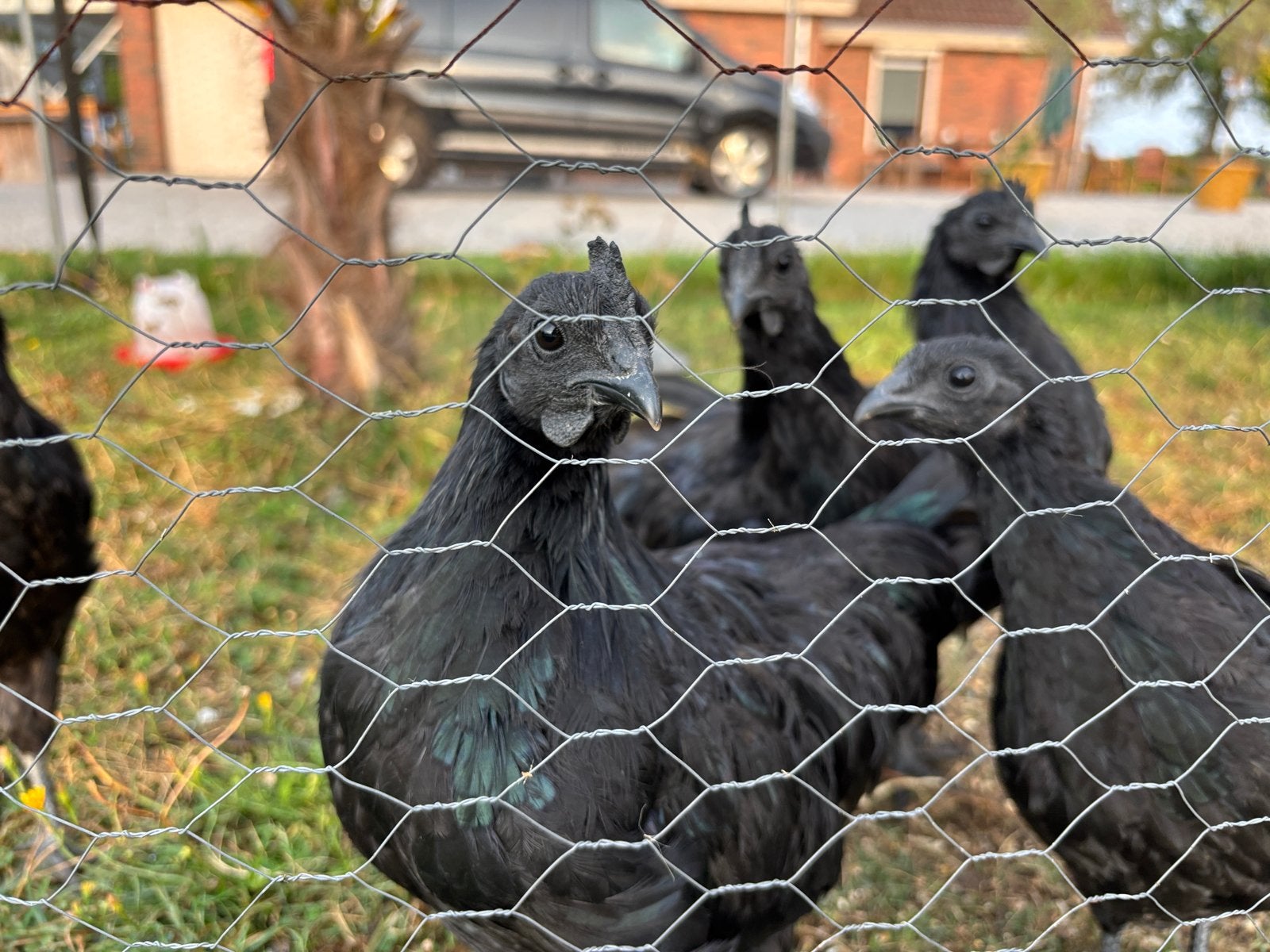 Ayam cemani 3 stuks haantjes te koop, Mannelijk, Kip